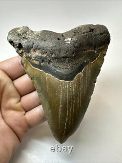Megalodon Shark Tooth 5.28 inch Large Colorful Fossil Authentic 18650