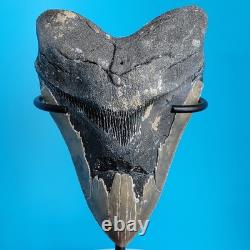 Megalodon Shark Tooth 5.29 Huge Teeth Meg Scuba Diver Direct Fossil Nc 1757