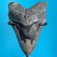 Megalodon Shark Tooth 5.29 Huge Teeth Meg Scuba Diver Direct Fossil Nc 1757