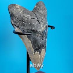 Megalodon Shark Tooth 5.29 Huge Teeth Meg Scuba Diver Direct Fossil Nc 1757