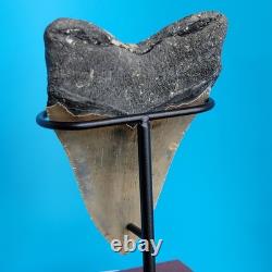 Megalodon Shark Tooth 5.29 Huge Teeth Meg Scuba Diver Direct Fossil Nc 1757