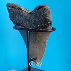 Megalodon Shark Tooth 5.29 Huge Teeth Meg Scuba Diver Direct Fossil Nc 1757