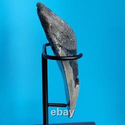 Megalodon Shark Tooth 5.29 Huge Teeth Meg Scuba Diver Direct Fossil Nc 1757