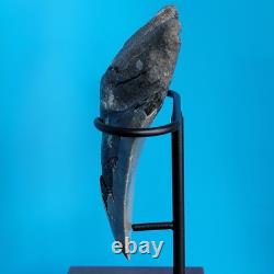 Megalodon Shark Tooth 5.29 Huge Teeth Meg Scuba Diver Direct Fossil Nc 1757