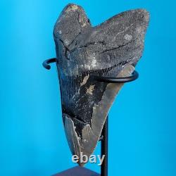 Megalodon Shark Tooth 5.29 Huge Teeth Meg Scuba Diver Direct Fossil Nc 1757