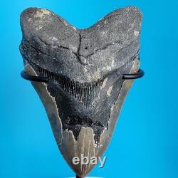 Megalodon Shark Tooth 5.29 Huge Teeth Meg Scuba Diver Direct Fossil Nc 1757
