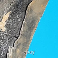 Megalodon Shark Tooth 5.29 Huge Teeth Meg Scuba Diver Direct Fossil Nc 1757