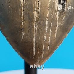 Megalodon Shark Tooth 5.29 Huge Teeth Meg Scuba Diver Direct Fossil Nc 1757