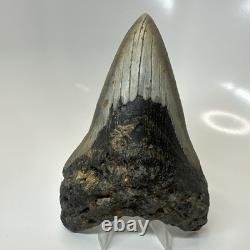 Megalodon Shark Tooth 5.29 Inch Unique Shape Dagger Fossil Real 20398