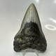 Megalodon Shark Tooth 5.29 Inch Unique Shape Dagger Fossil Real 20398