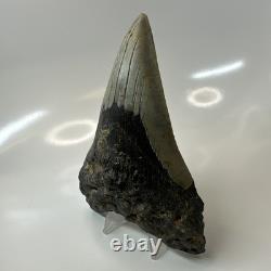 Megalodon Shark Tooth 5.29 Inch Unique Shape Dagger Fossil Real 20398