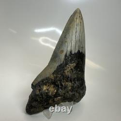 Megalodon Shark Tooth 5.29 Inch Unique Shape Dagger Fossil Real 20398