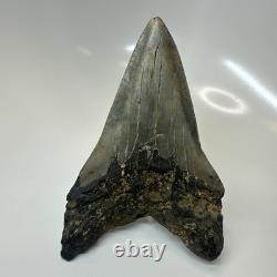 Megalodon Shark Tooth 5.29 Inch Unique Shape Dagger Fossil Real 20398