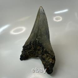 Megalodon Shark Tooth 5.29 Inch Unique Shape Dagger Fossil Real 20398
