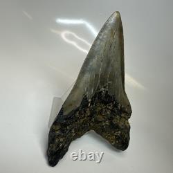 Megalodon Shark Tooth 5.29 Inch Unique Shape Dagger Fossil Real 20398