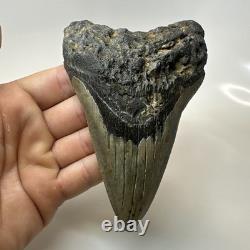 Megalodon Shark Tooth 5.29 Inch Unique Shape Dagger Fossil Real 20398 Megalodon Shark Tooth 5.29 Inch Unique Shape Dagger Fossil Real 20398