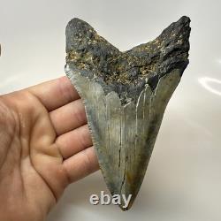 Megalodon Shark Tooth 5.29 Inch Unique Shape Dagger Fossil Real 20398