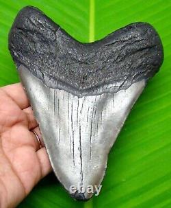 Megalodon Shark Tooth 5.29- Sahrk Teeth Real Fossil No Repair Megladone