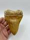 Megalodon Shark Tooth 5.2 Indonesian All Natural Shark Tooth Fossil