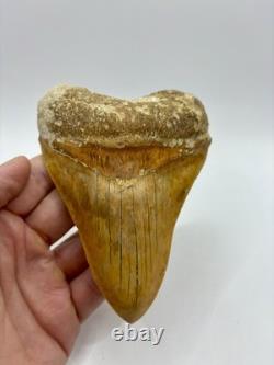 Megalodon Shark Tooth 5.2 Indonesian All Natural Shark Tooth Fossil