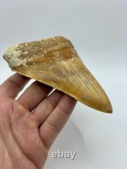 Megalodon Shark Tooth 5.2 Indonesian All Natural Shark Tooth Fossil