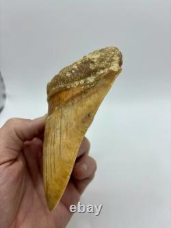 Megalodon Shark Tooth 5.2 Indonesian All Natural Shark Tooth Fossil