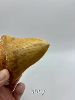 Megalodon Shark Tooth 5.2 Indonesian All Natural Shark Tooth Fossil