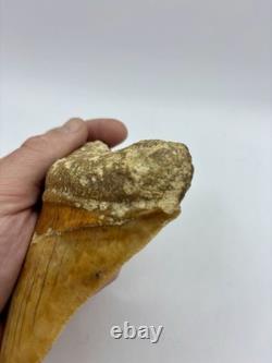 Megalodon Shark Tooth 5.2 Indonesian All Natural Shark Tooth Fossil