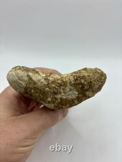 Megalodon Shark Tooth 5.2 Indonesian All Natural Shark Tooth Fossil