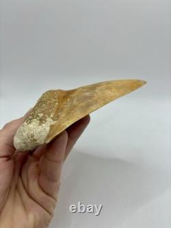 Megalodon Shark Tooth 5.2 Indonesian All Natural Shark Tooth Fossil