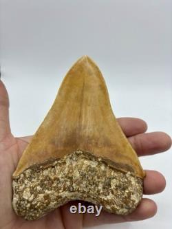 Megalodon Shark Tooth 5.2 Indonesian All Natural Shark Tooth Fossil