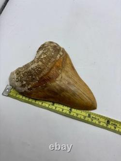 Megalodon Shark Tooth 5.2 Indonesian All Natural Shark Tooth Fossil