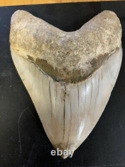 Megalodon Shark Tooth 5.2 in. COLORFUL INDONESIAN real asian fossil