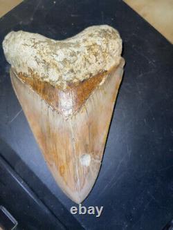 Megalodon Shark Tooth 5.2 in. COLORFUL INDONESIAN real asian fossil