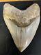 Megalodon Shark Tooth 5.2 In. Colorful Indonesian Real Asian Fossil