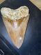 Megalodon Shark Tooth 5.2 In. Colorful Indonesian Real Asian Fossil