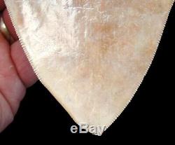 Megalodon Shark Tooth 5.30 in. INDONESIAN REAL FOSSIL NO RESTORATION