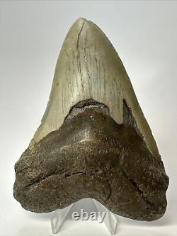 Megalodon Shark Tooth 5.31 Authentic Natural Fossil Huge 17400