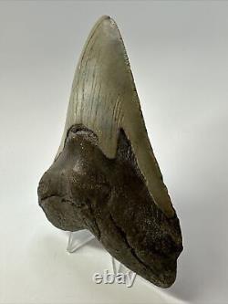 Megalodon Shark Tooth 5.31 Authentic Natural Fossil Huge 17400