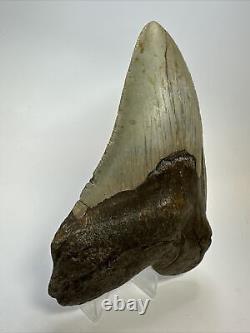 Megalodon Shark Tooth 5.31 Authentic Natural Fossil Huge 17400