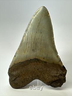 Megalodon Shark Tooth 5.31 Authentic Natural Fossil Huge 17400