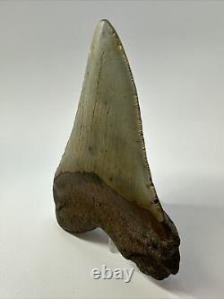 Megalodon Shark Tooth 5.31 Authentic Natural Fossil Huge 17400