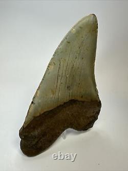 Megalodon Shark Tooth 5.31 Authentic Natural Fossil Huge 17400