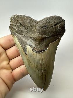 Megalodon Shark Tooth 5.31 Authentic Natural Fossil Huge 17400