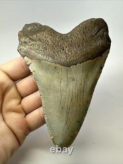 Megalodon Shark Tooth 5.31 Authentic Natural Fossil Huge 17400