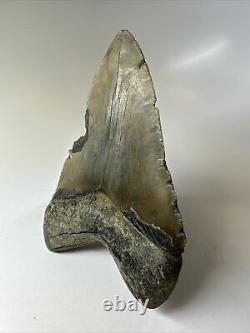 Megalodon Shark Tooth 5.31 Big Beautiful Fossil Authentic 16884