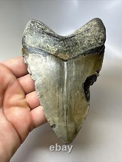Megalodon Shark Tooth 5.31 Big Beautiful Fossil Authentic 16884