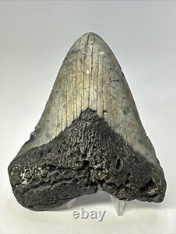 Megalodon Shark Tooth 5.31 Colorful Natural Fossil Authentic 18856