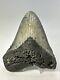 Megalodon Shark Tooth 5.31 Colorful Natural Fossil Authentic 18856