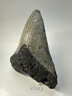 Megalodon Shark Tooth 5.31 Colorful Natural Fossil Authentic 18856